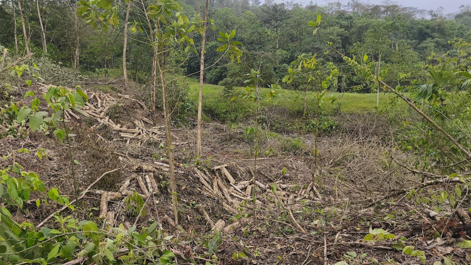 Gmelina forest