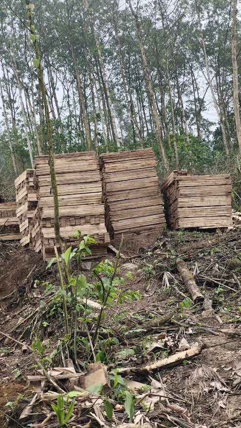 Gmelina plantation